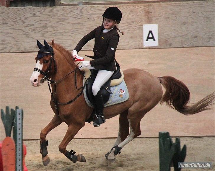 Palomino Tequila <3      *B-pony* - 1 plads <3 fordi æresrundter er det vi elsker mest <3 billede 17