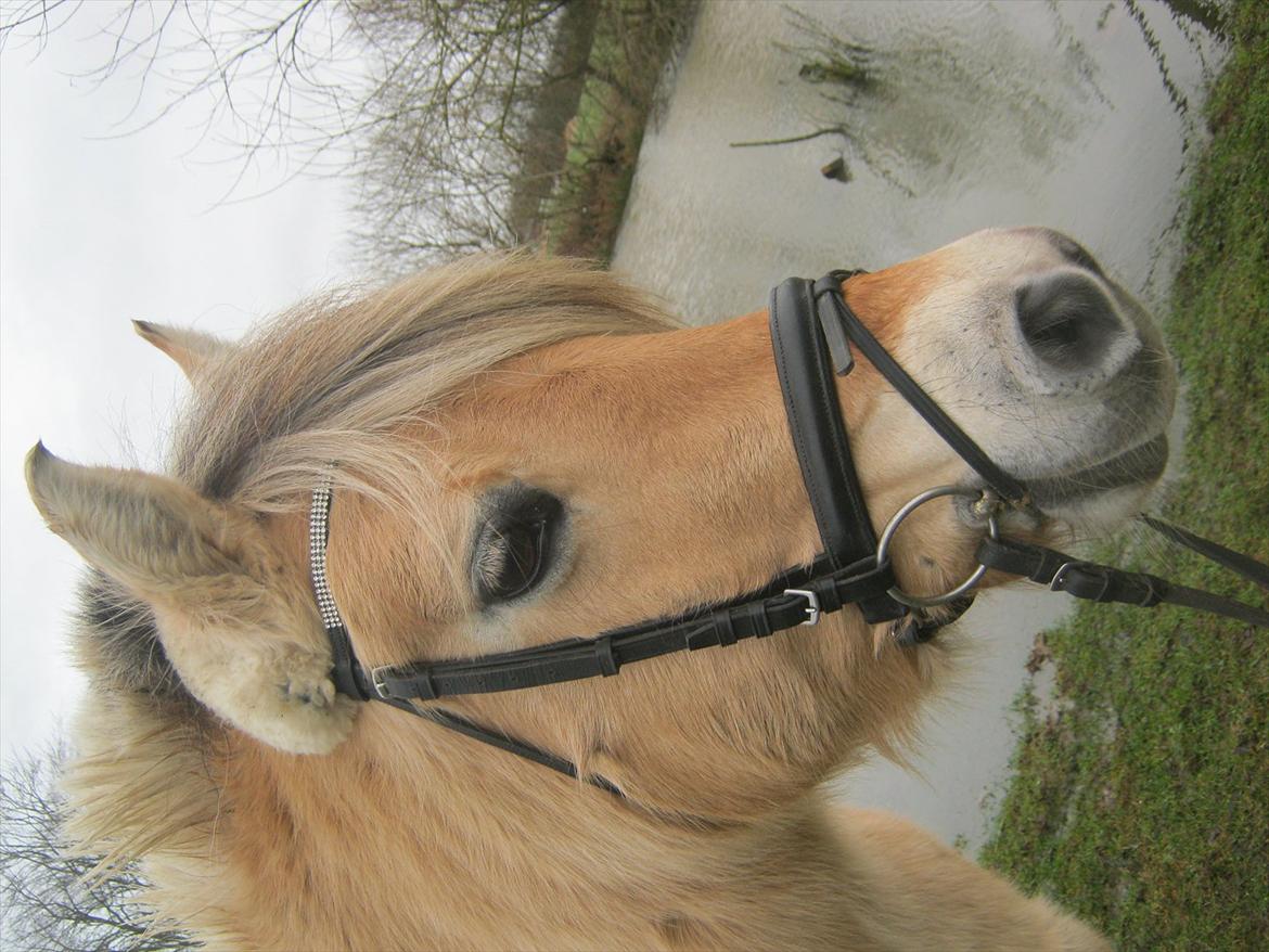 Fjordhest Vennely's Emma - Januar hygge!
Januar 2012.
- Foto : Mejse billede 15