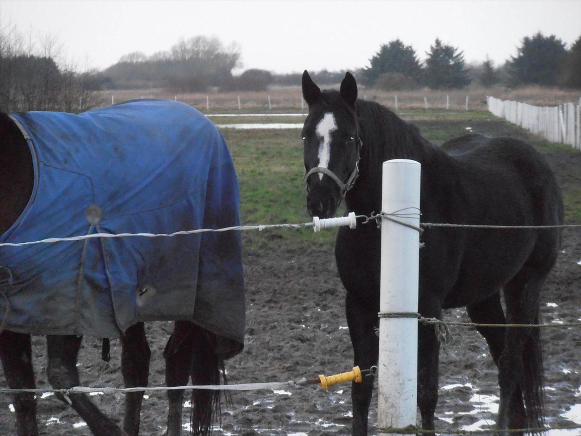 Dansk Varmblod Akido billede 7