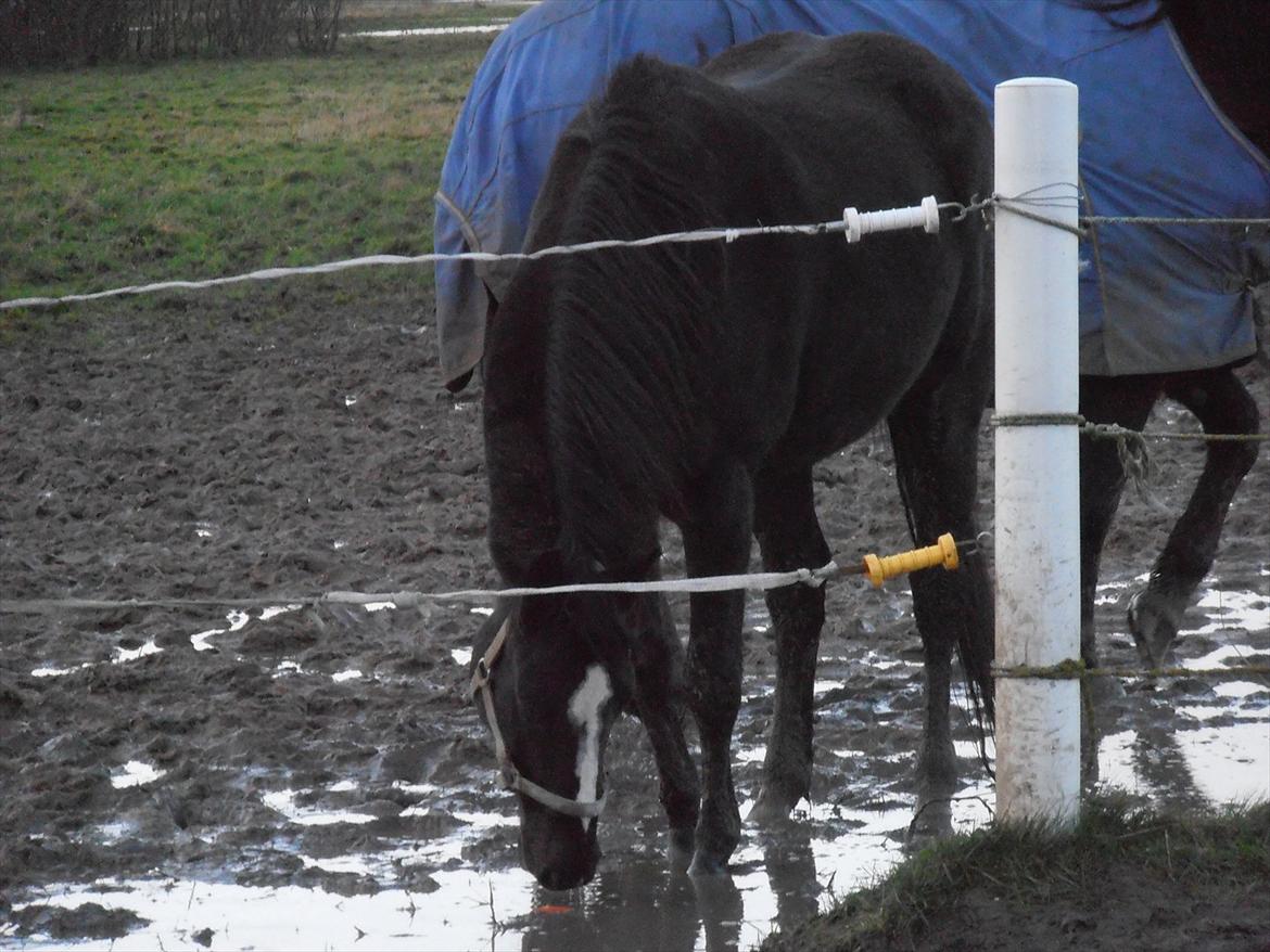 Dansk Varmblod Akido billede 8