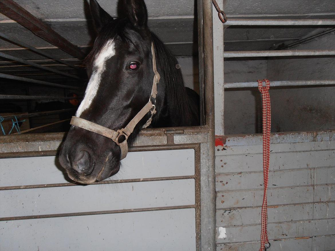 Dansk Varmblod Akido billede 9