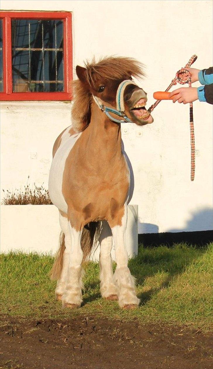Shetlænder CNH's Felix billede 8