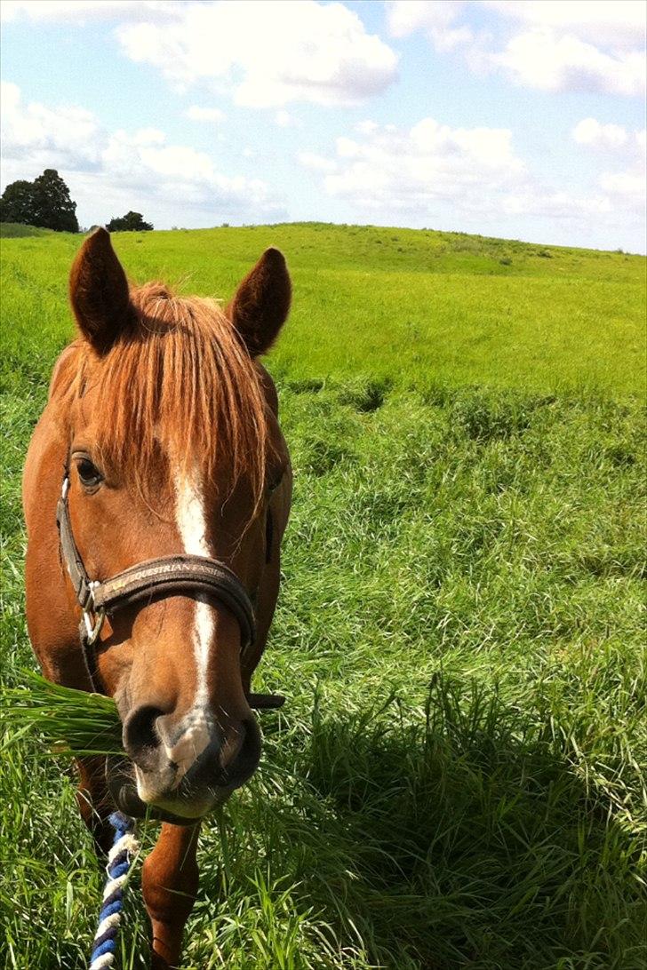 New Forest Rossums Tango (Tidl. Pony) billede 2