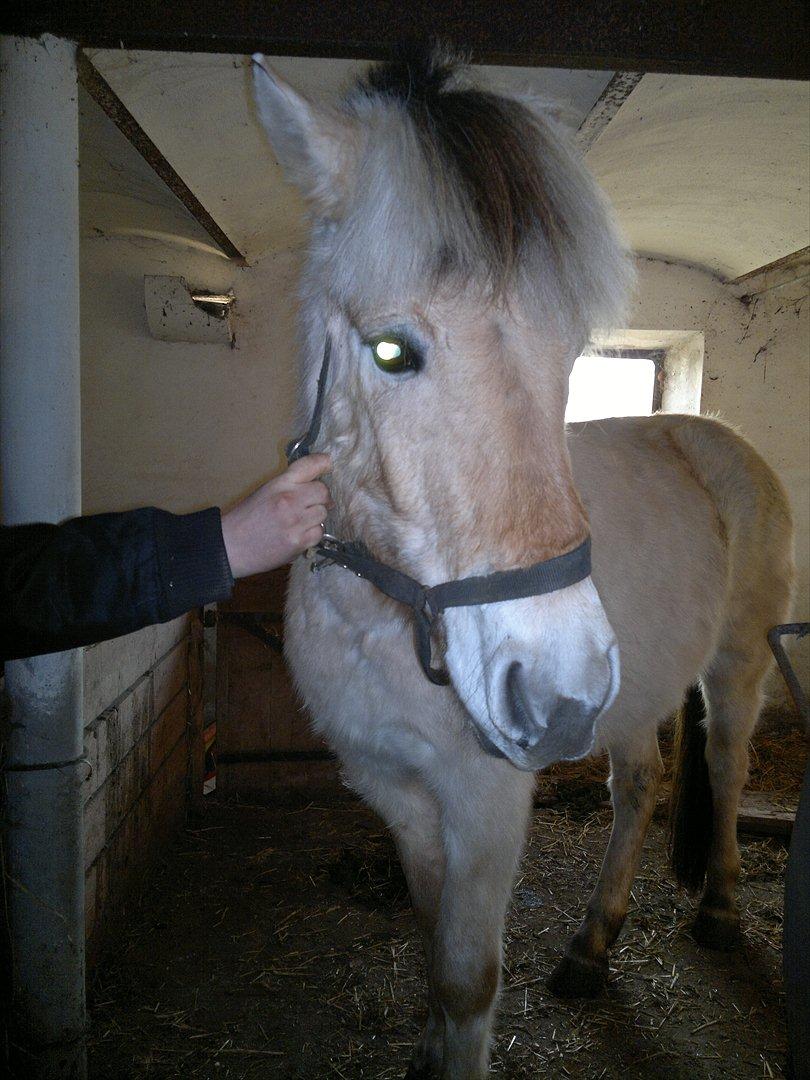 Fjordhest Hæstrups julius billede 6