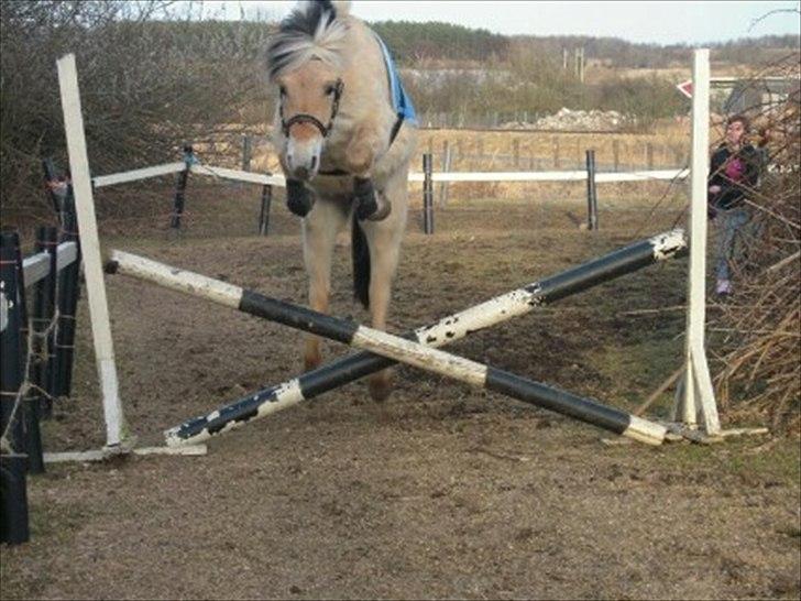 Fjordhest Hæstrups julius billede 12