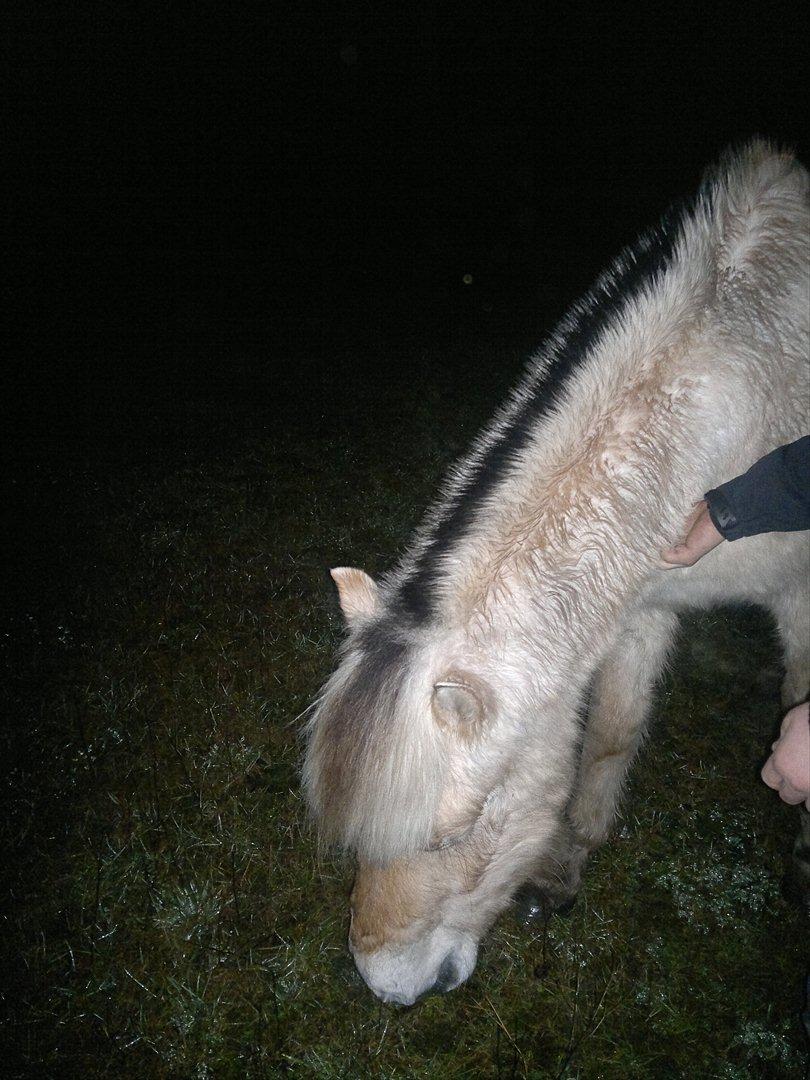 Fjordhest Hæstrups julius billede 7