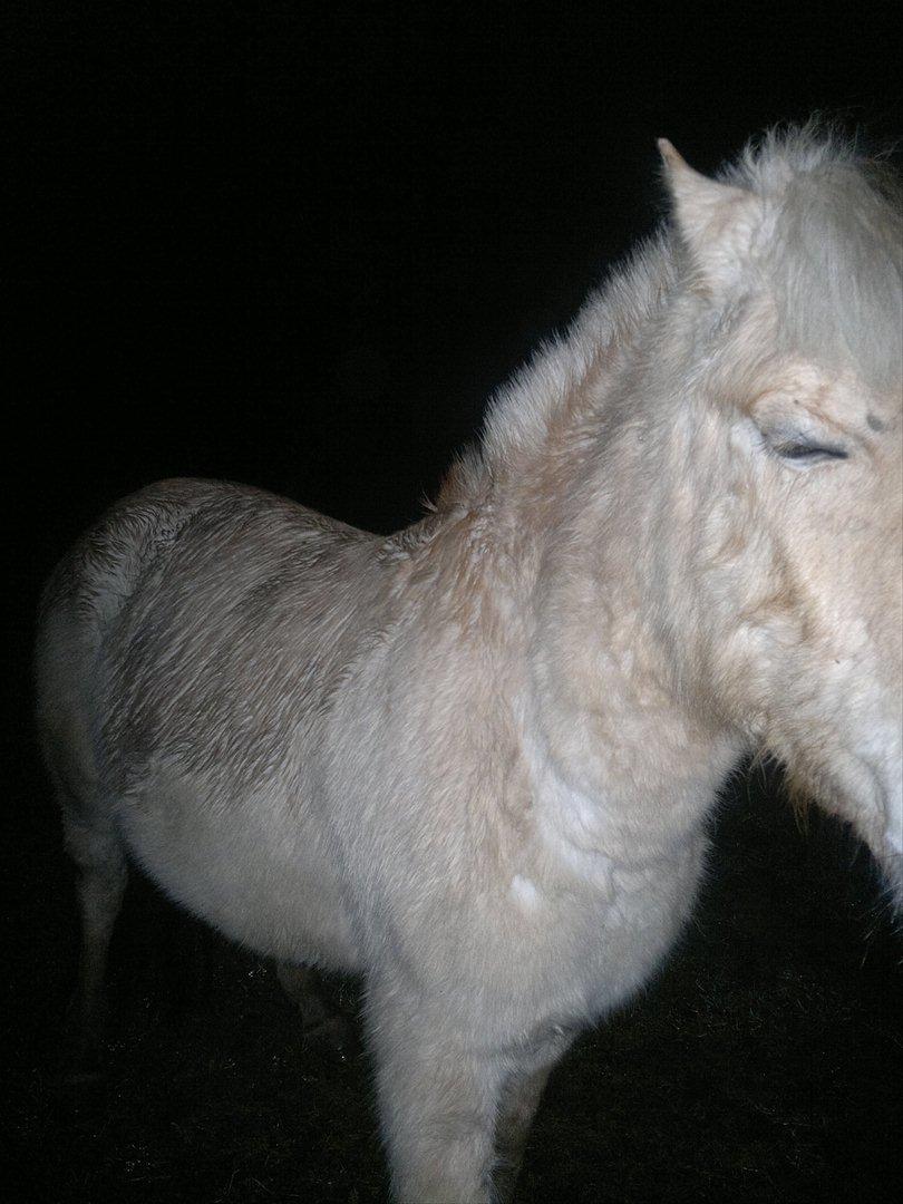 Fjordhest Hæstrups julius billede 8