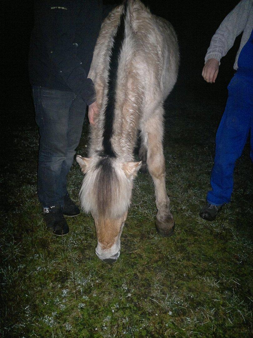 Fjordhest Hæstrups julius billede 9