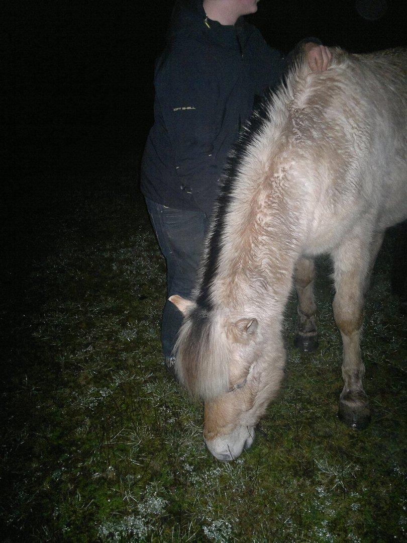Fjordhest Hæstrups julius billede 10