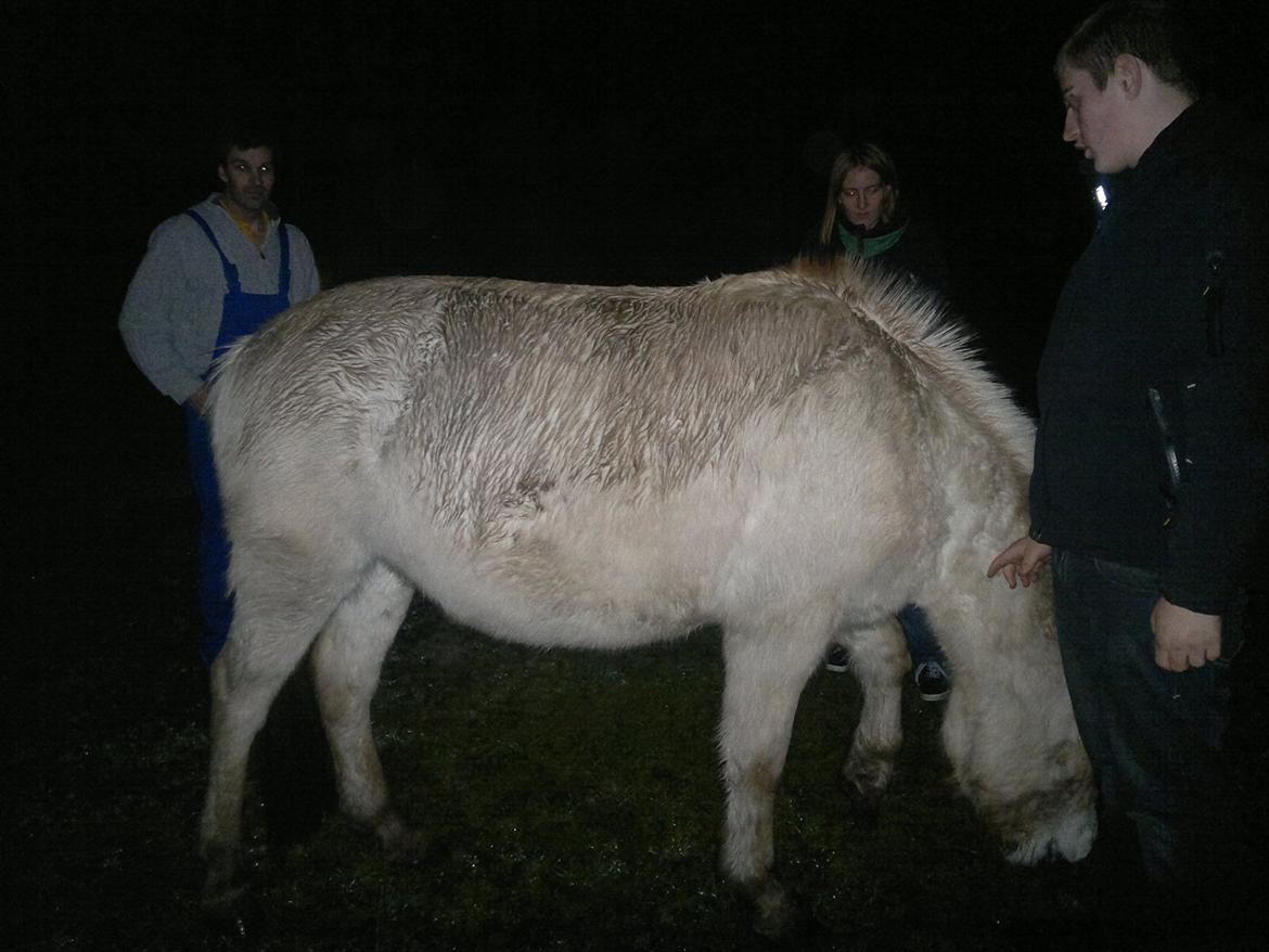 Fjordhest Hæstrups julius billede 11