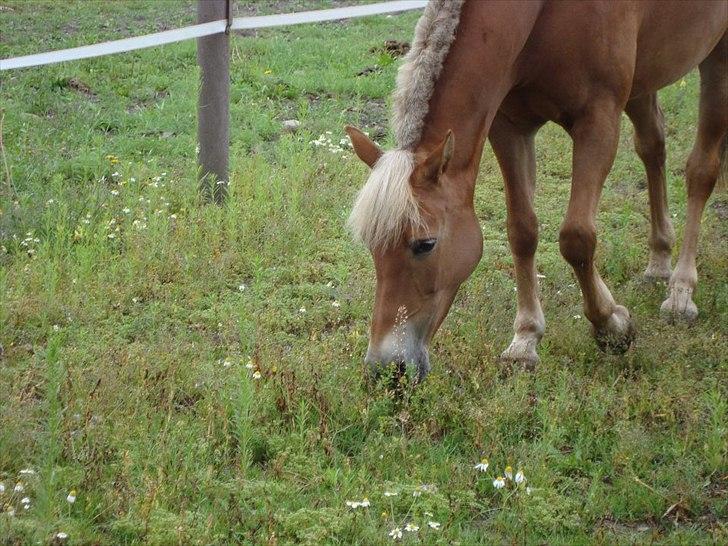 Anden særlig race Kebbe  - Smukkeste.♥ billede 5