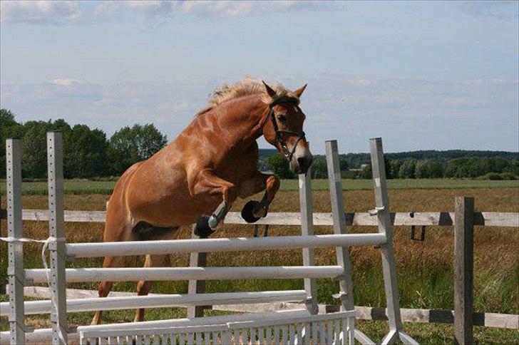 Anden særlig race Kebbe  - Så blev man sørme springpony!♥ billede 3