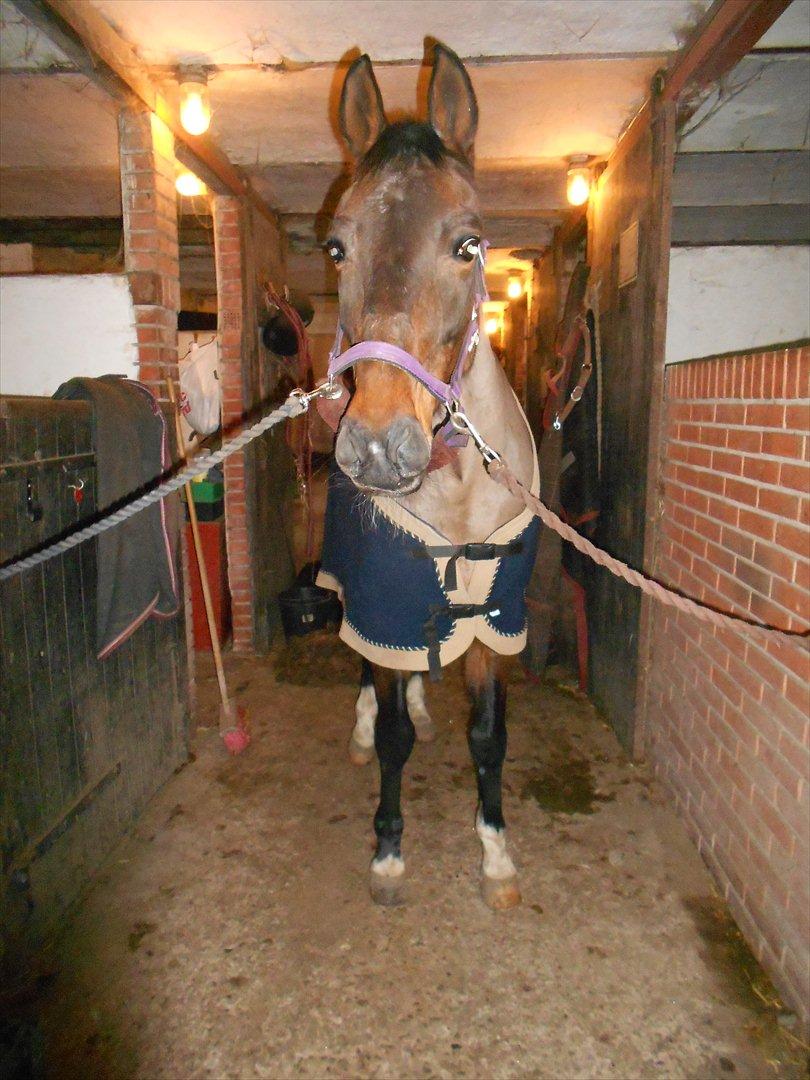 Traver Stella - V E L K O M M E N 
til Stella's profil :D
 billede 1