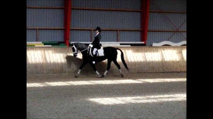 Anden særlig race Beauty {den nye stjerne} - til stævne i Egtved ;-)<3 billede 3