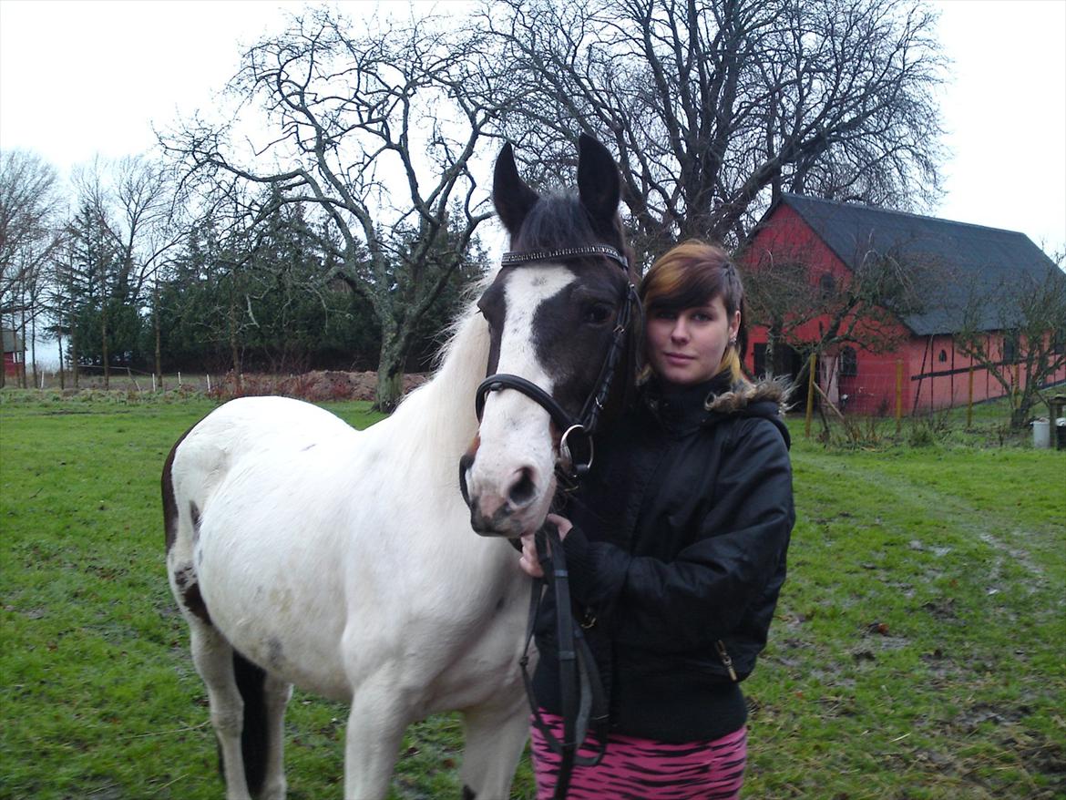 Pinto Shandie billede 12