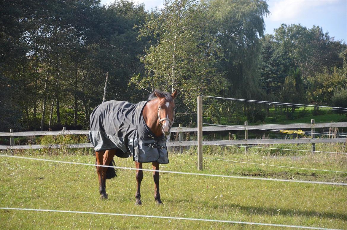 Belgisk varmblod Frutrillo - Dampbarnet på græsfold <3 det nyder han.. fra sensommer 2011 billede 20