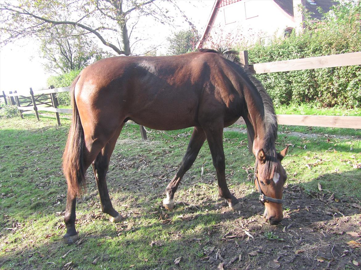 Dansk Varmblod Syrengårdens Pure heart billede 5