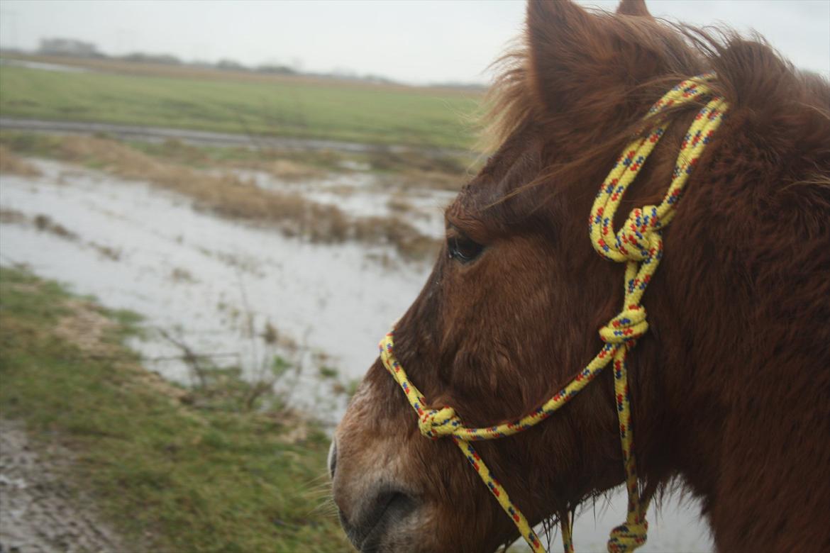 Anden særlig race Prins Bob aka Bobber - bobber med sin nybundet rebgrime ^^ (ikke indstillet korrekt endnu, derfor er de alt for lange endesnore bundet om på den anden side ^^) billede 13