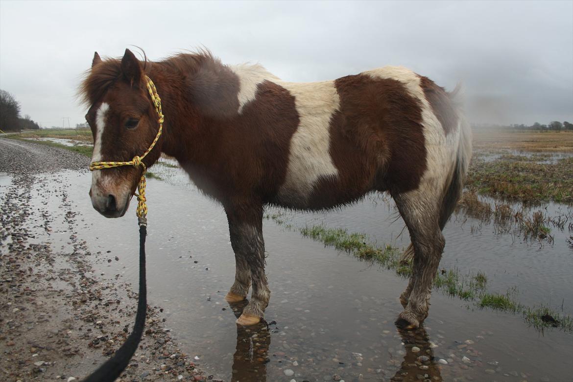 Anden særlig race Prins Bob aka Bobber - bobber ligner en shetter ^^ 

elsker selvom du er lav <3 vi 2 kan være dværge sammen! <3 billede 14