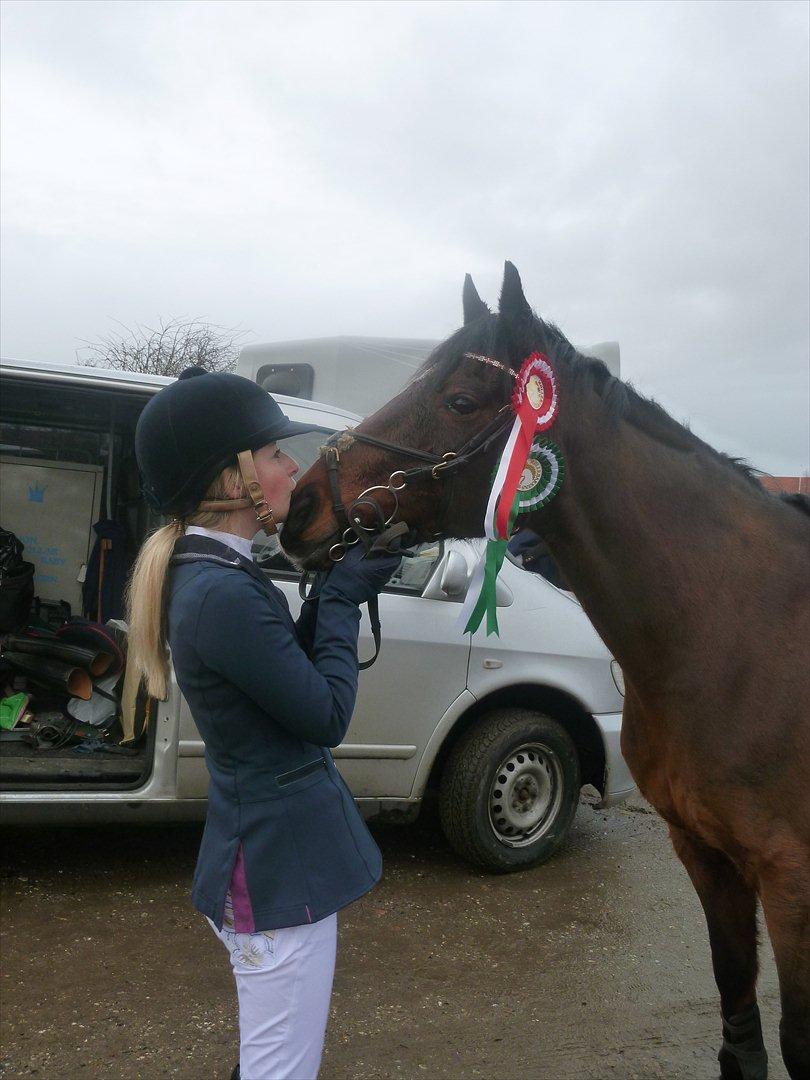 Irsk Sportspony Midnight Exspress - MBRK d.7/1 2012     Møøøøzz love you<3<3<3<3<3<3<3<3 billede 2
