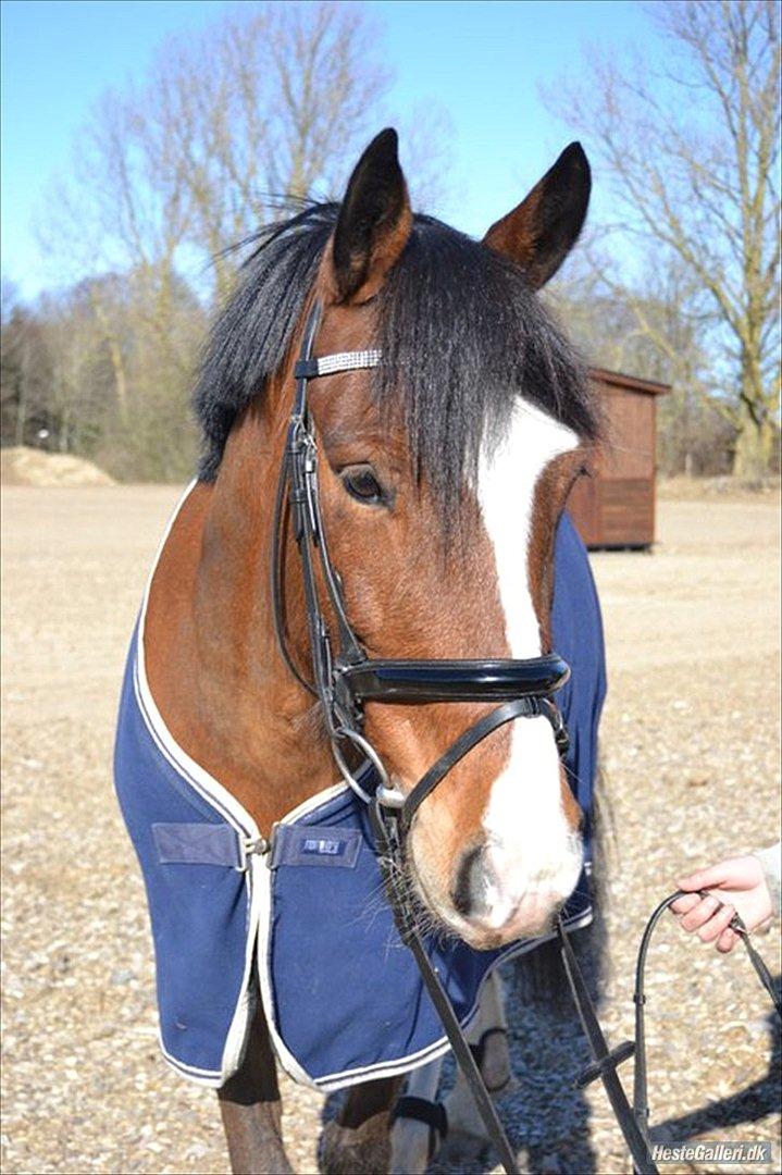 Irsk Sportspony Knockcullen Lass B-pony - Knockcullen Lass billede 6