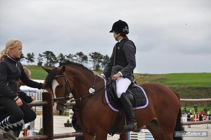 Irsk Sportspony Knockcullen Lass B-pony - Knockcullen Lass og mig til stævne i stald melby billede 8