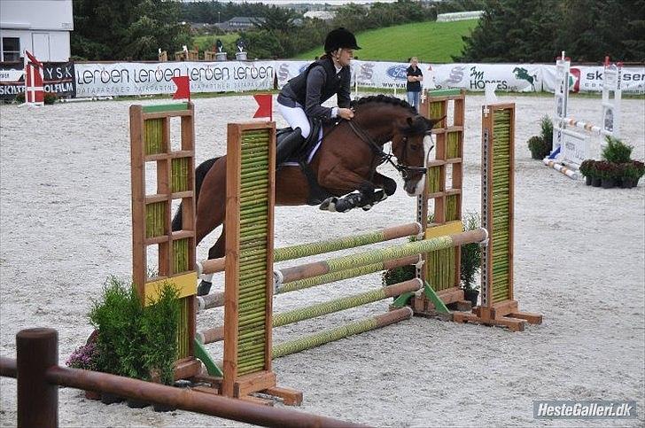 Irsk Sportspony Knockcullen Lass B-pony - Knockcullen Lass
Første MB** og 0
Stald melby billede 9