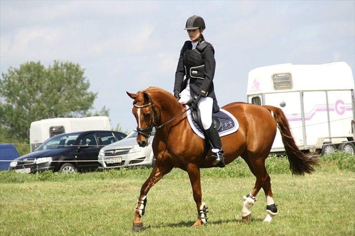 Tysk Sportspony Celette  billede 17