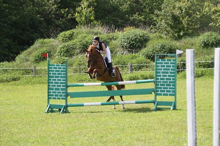 Tysk Sportspony Celette  billede 18