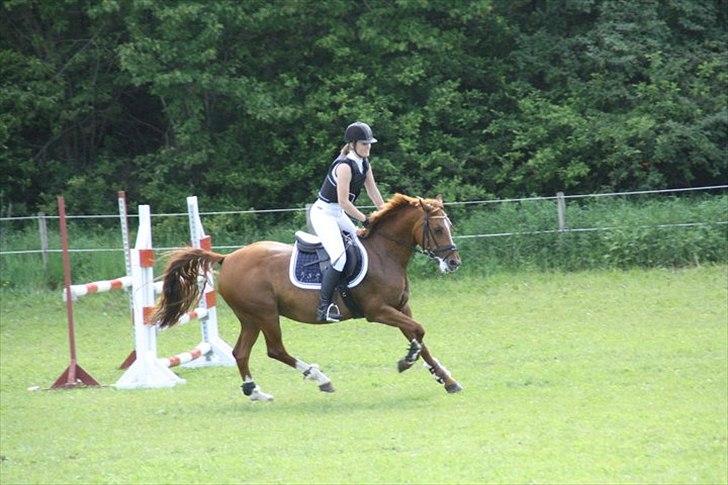 Tysk Sportspony Celette  billede 19