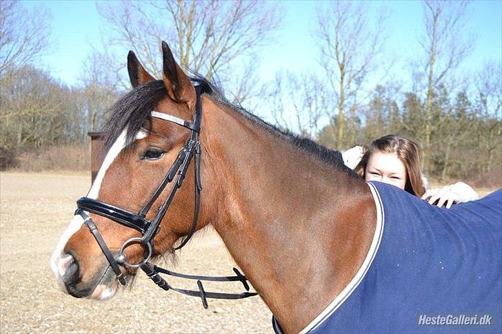 Irsk Sportspony Knockcullen Lass B-pony - Knockcullen Lass billede 17