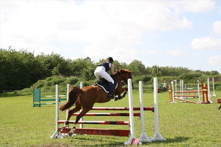 Tysk Sportspony Celette  billede 20