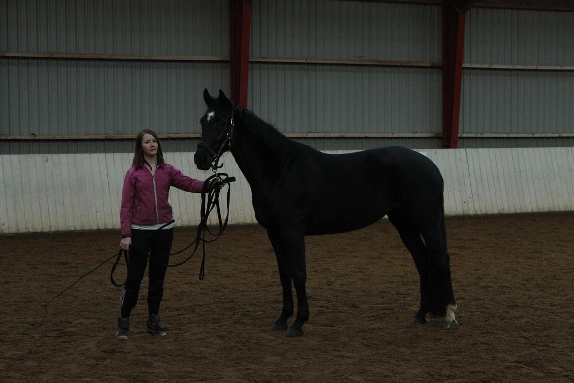 Dansk Varmblod Nofret billede 12