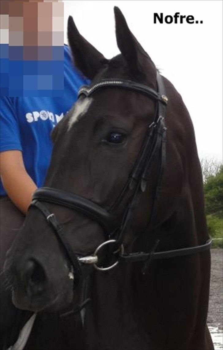 Dansk Varmblod Nofret billede 4