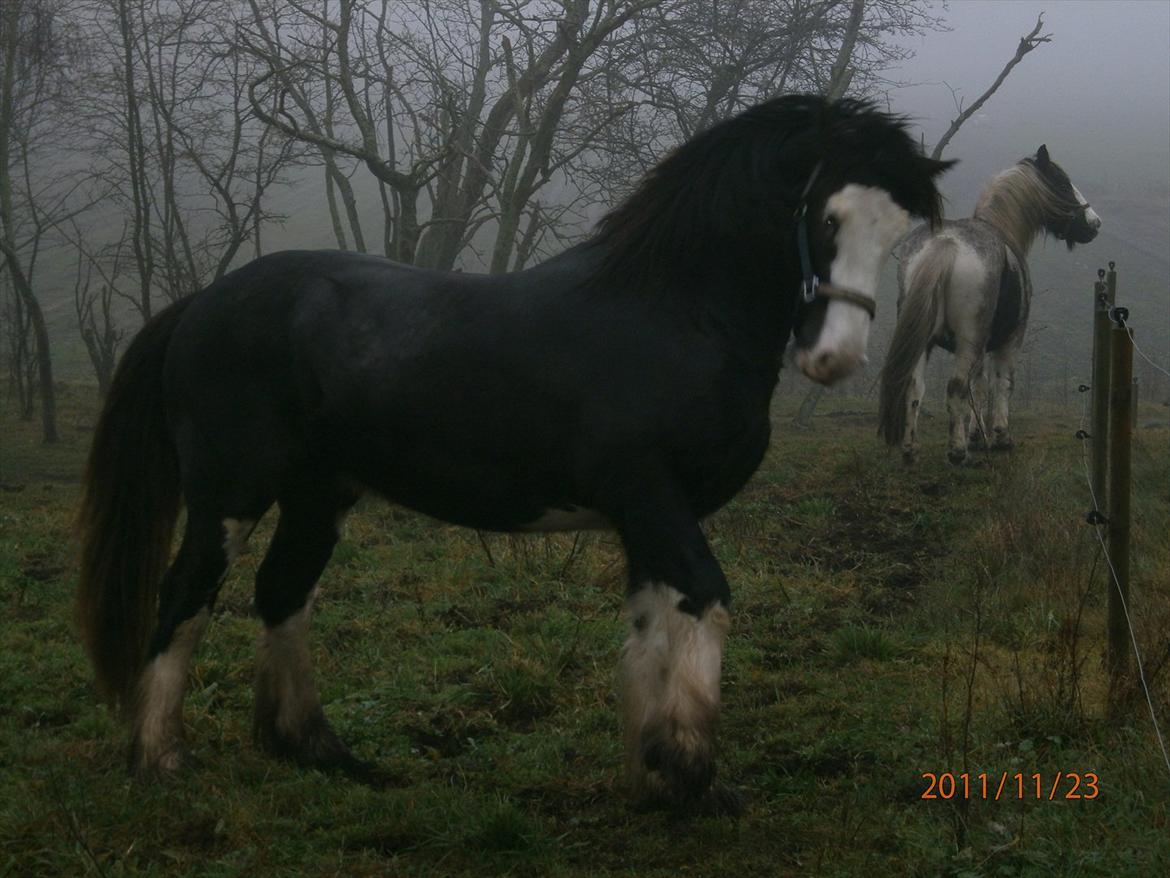 Tinker KENZO´S GENESIS - kenzo første gang på fold hos os billede 2