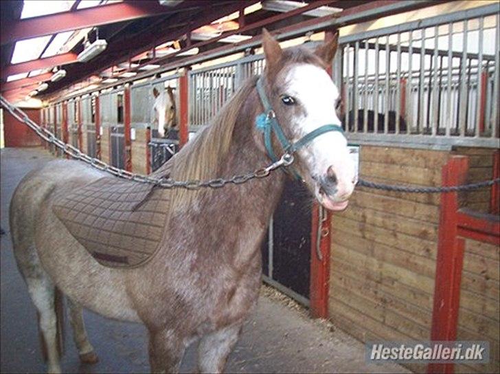 Anden særlig race Ulla - sov sødt! - Velkommen til Ullas profil, kom gerne med en kommentar og bedømmelse tak ;-)
Foto: Trine! billede 1