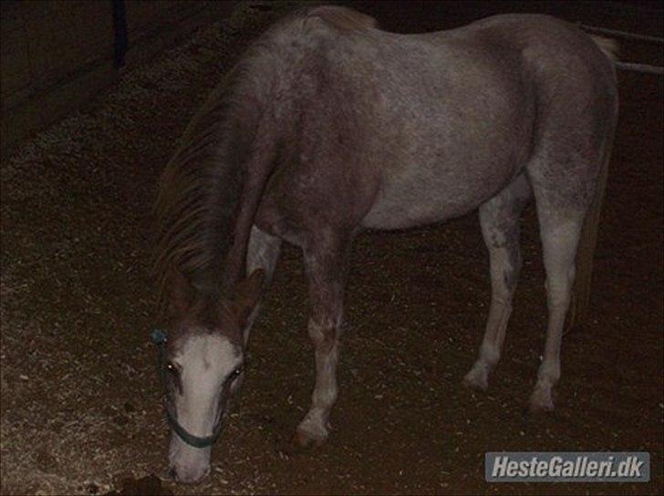 Anden særlig race Ulla - sov sødt! - Ulla løs i hallen - 2011.
Foto: Trine! billede 2