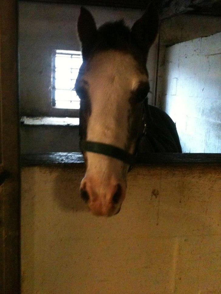 Anden særlig race Ulla - sov sødt! - Ulla i sin nye store boks ;-) 
Foto: Mig!
30 - 12 - 2011. billede 3