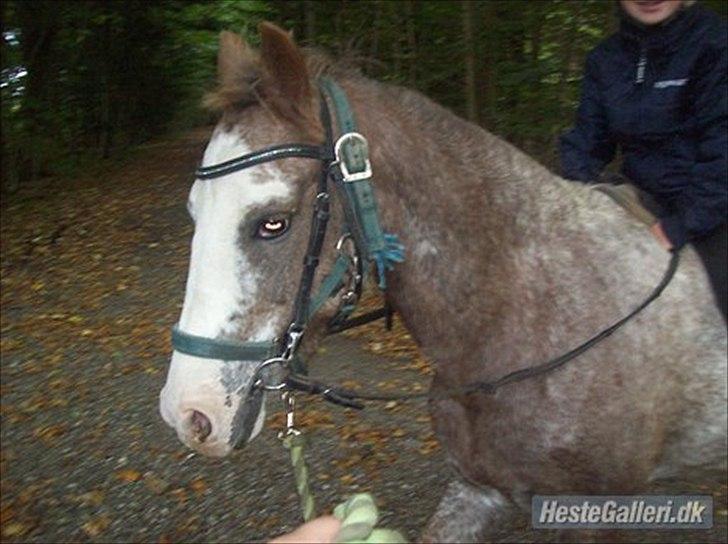 Anden særlig race Ulla - sov sødt! - Ulla på tur med Mads & Trine - 2011.
Foto: Trine! billede 4