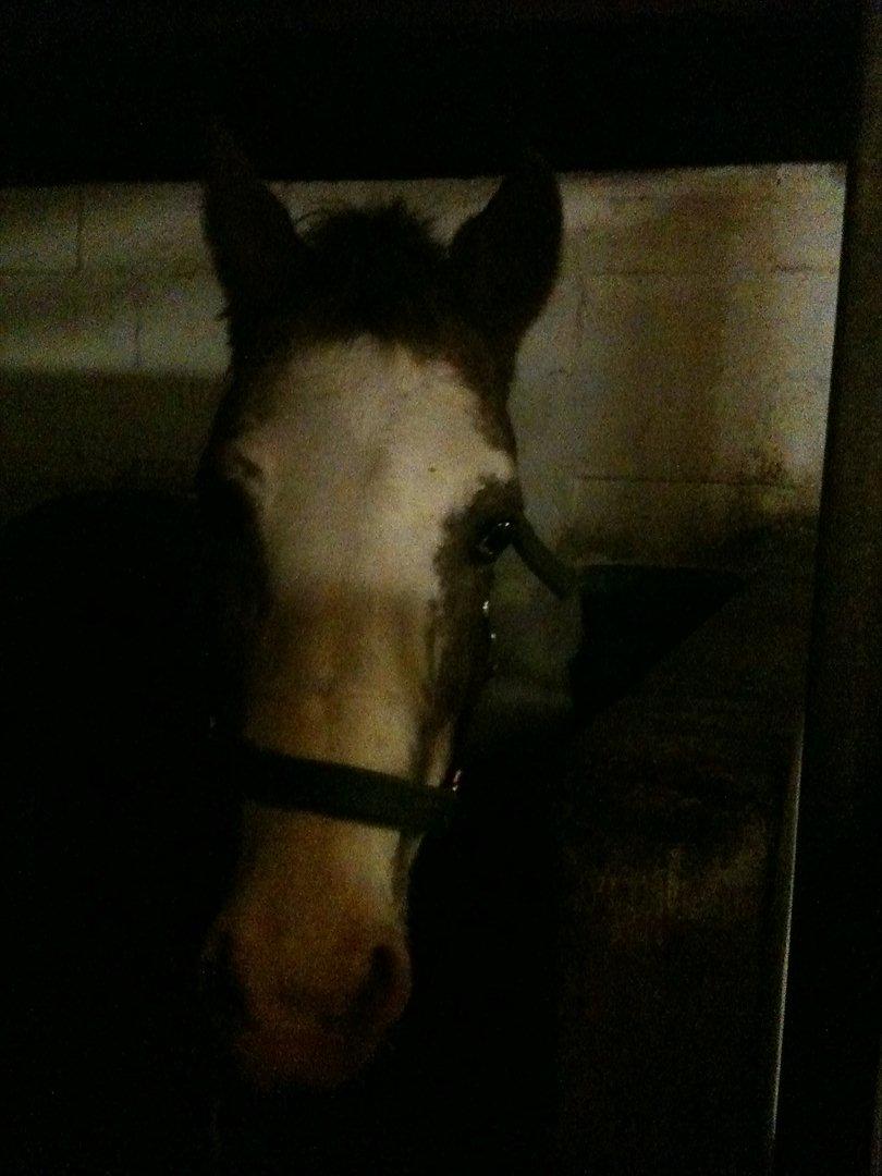 Anden særlig race Ulla - sov sødt! - Ulla, nyder sin nye store boks.
Foto: Mig!
30 - 12 - 2011. billede 5