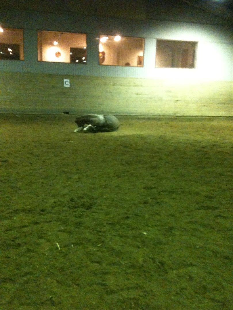 Anden særlig race Ulla - sov sødt! - Ulla, er løs i hallen!
Foto: Mig!
01 - 01 - 2012. billede 7