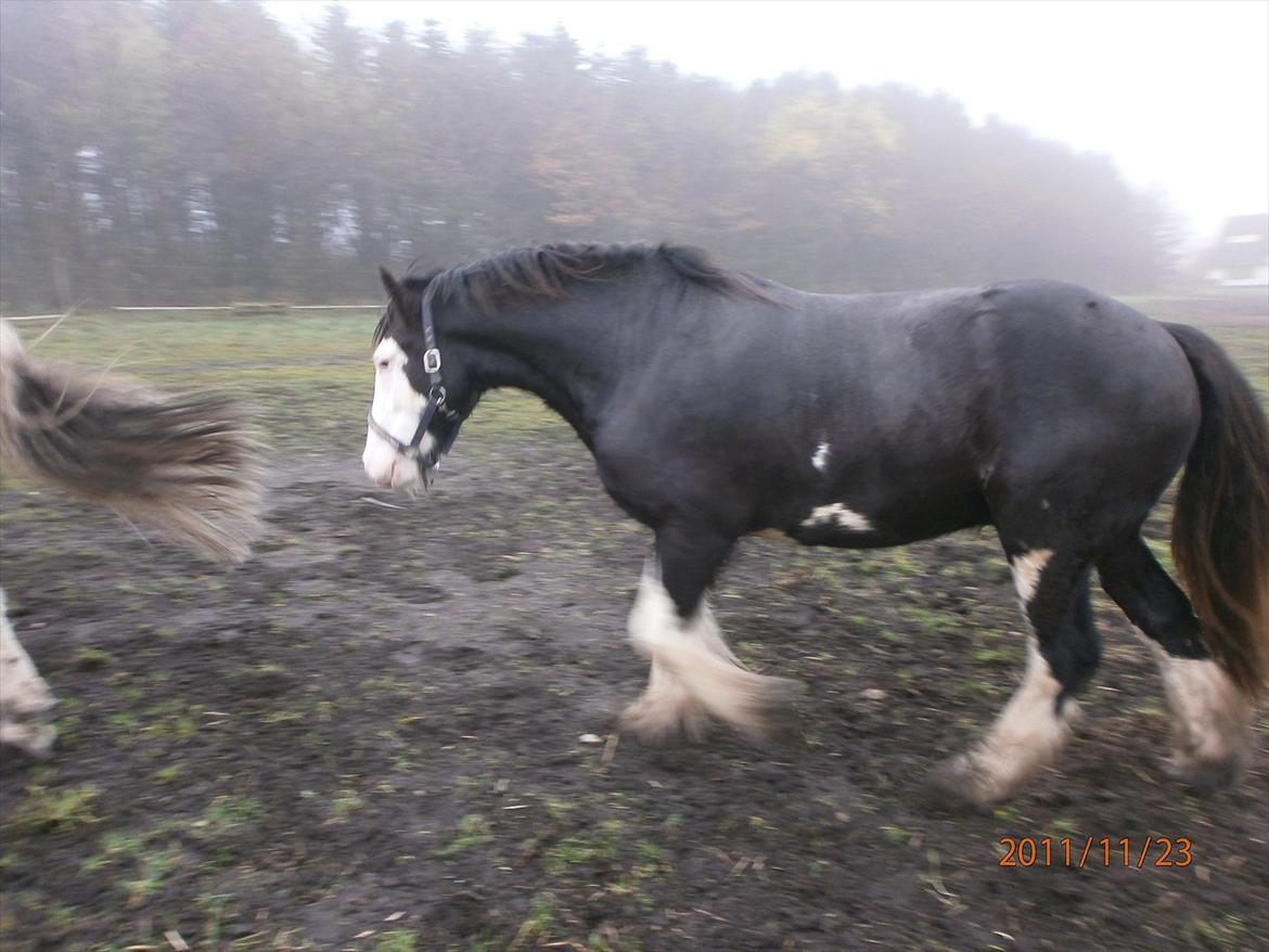 Tinker KENZO´S GENESIS - vent på mig billede 9