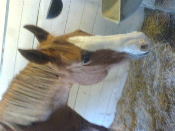 Arabisk fuldblod (OX) Lavina *DEN BEDSTE* - undkyld at billedet er vendt :) billede 3