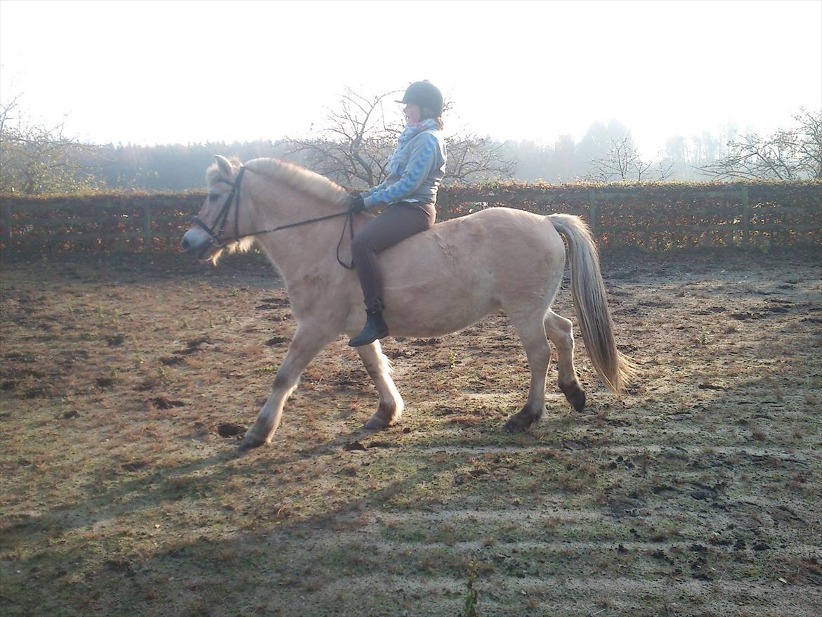 Fjordhest Fjarlar billede 1