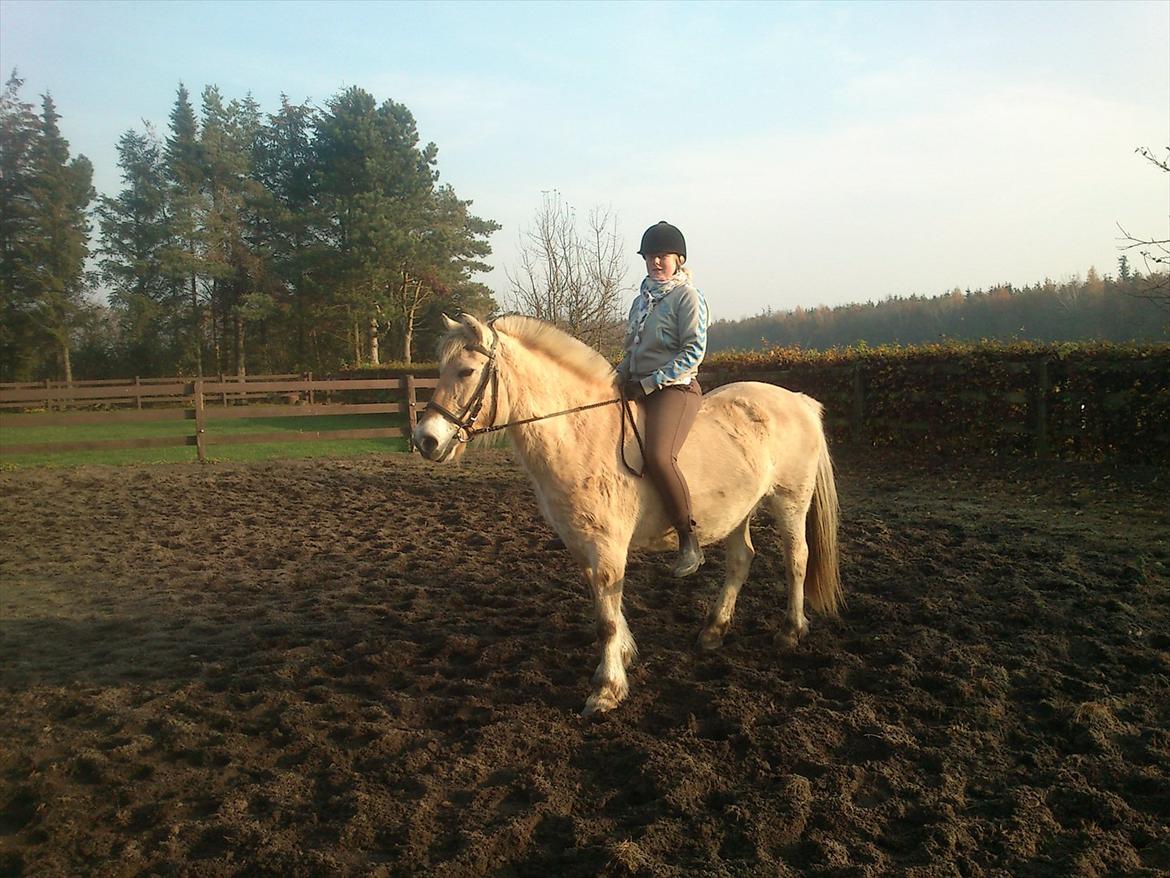 Fjordhest Fjarlar billede 2