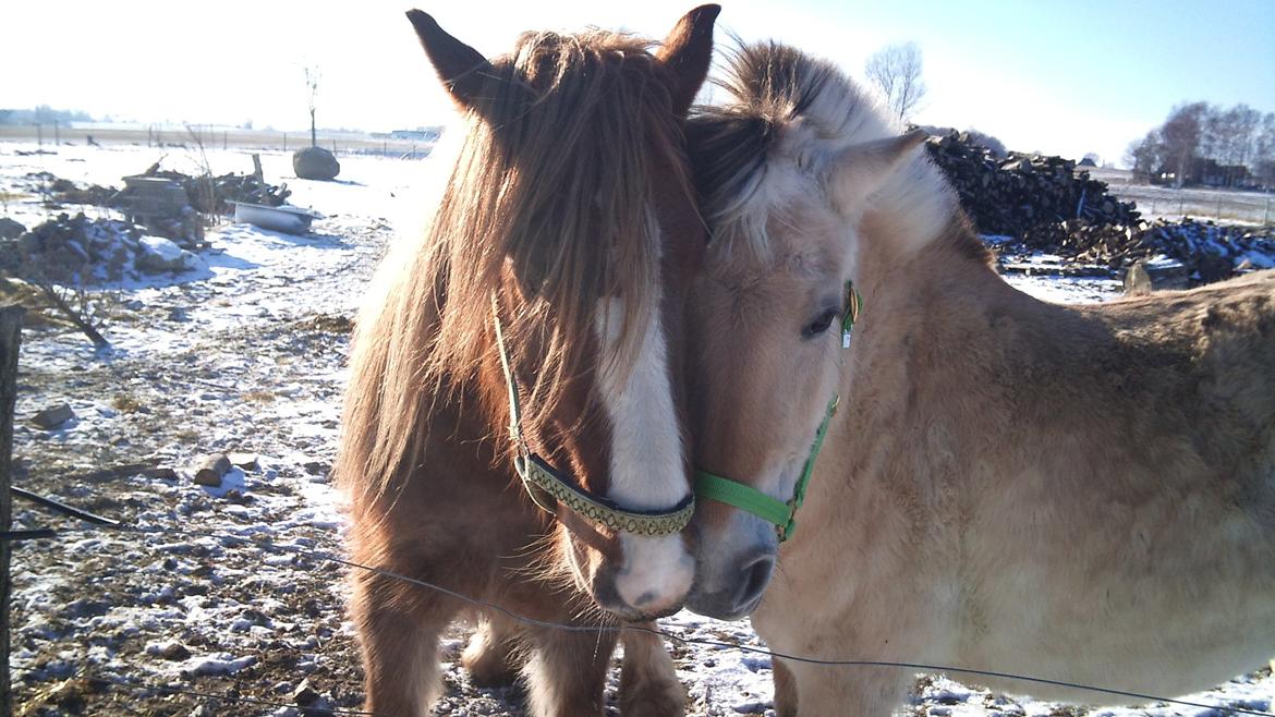 Fjordhest Fjarlar billede 3