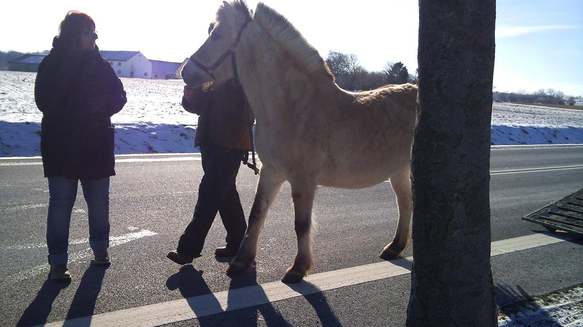 Fjordhest Fjarlar billede 4