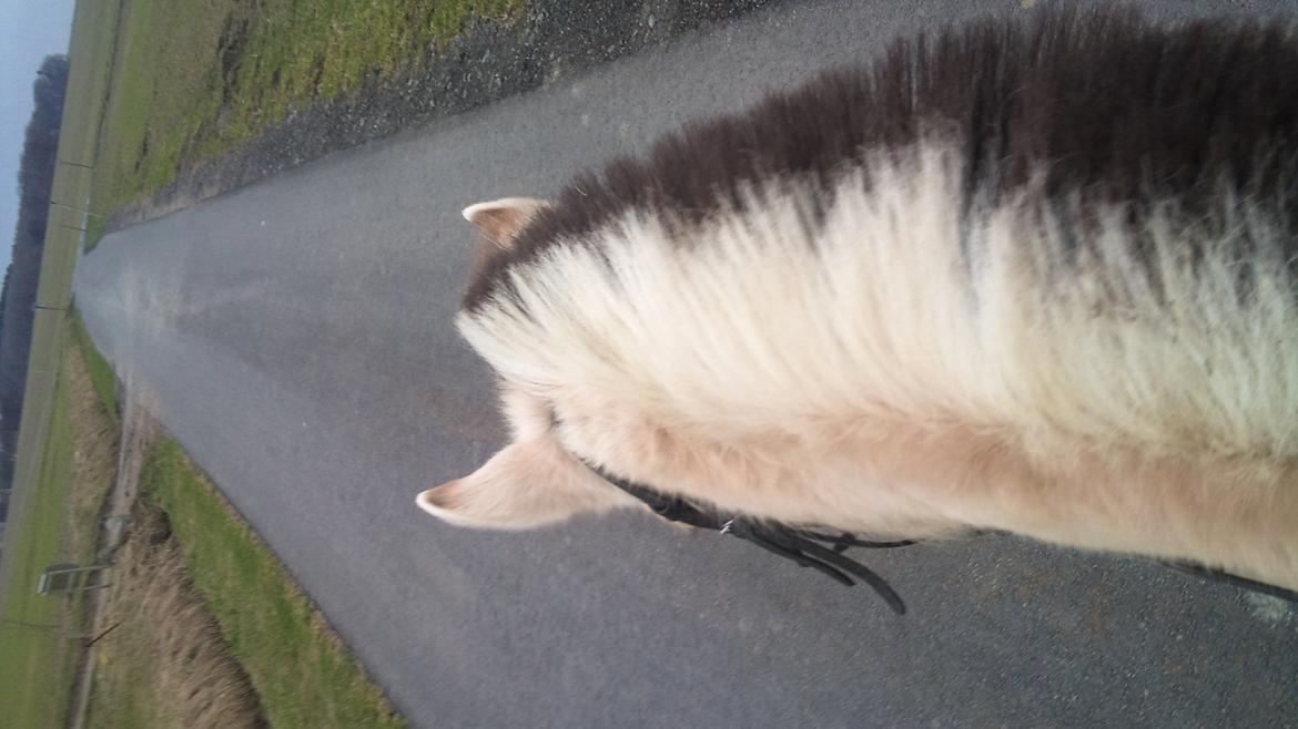 Fjordhest Fjarlar billede 5