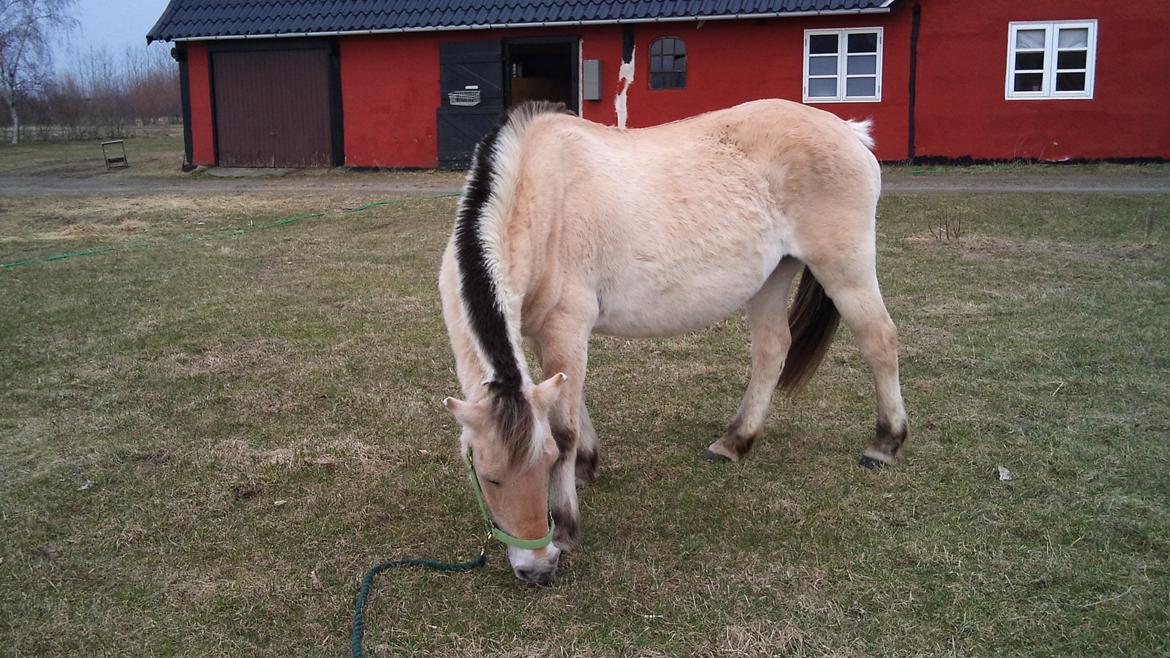 Fjordhest Fjarlar billede 6