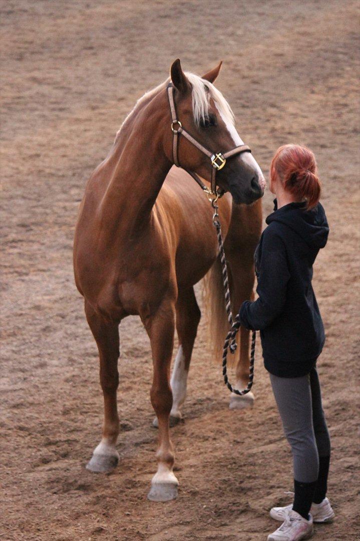 Welsh Cob (sec D) Mondetgårds Lady Duchess, sendt hjem :´( billede 16